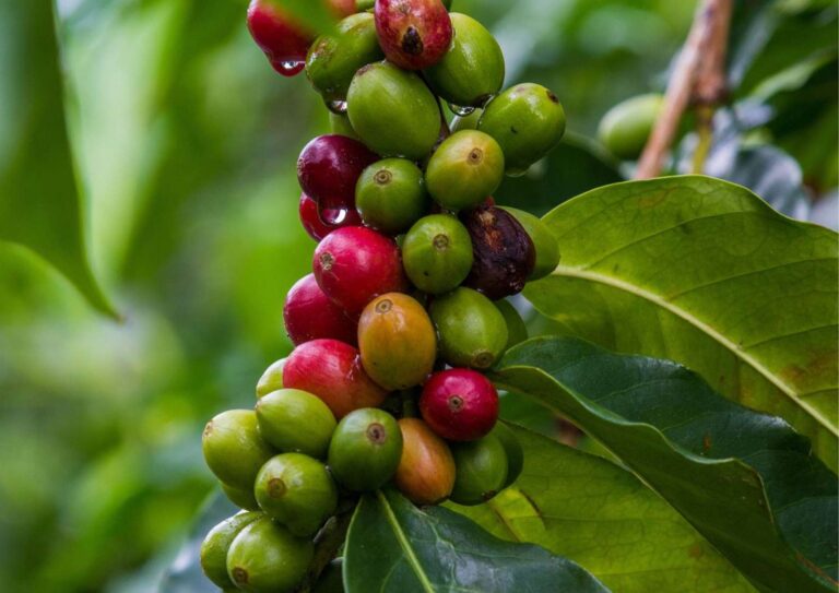 Types Of Coffee Beans